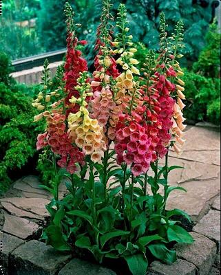 Fox Gloves
