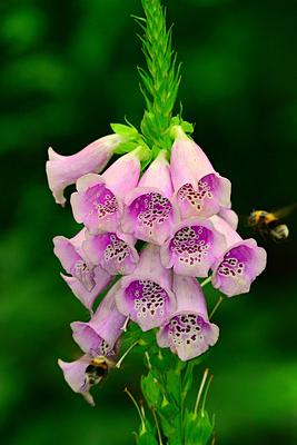 Fox Gloves