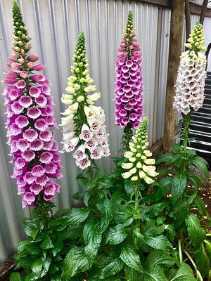 Fox Gloves